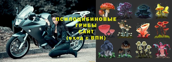 крисы Щигры